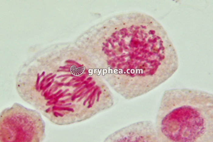 Mitose cellules de racine d'Ail - Anaphase x800 - gryphea.org
